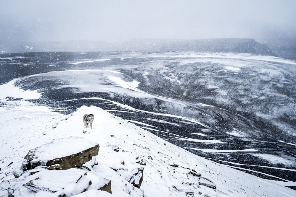 black and white dog standing at the snow cap mountain