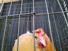 A chicken is inside a wire cage, looking through the metal bars. The chicken has a light brown or beige plumage with a red comb and wattles. The background is blurred, focusing on the chicken's face, giving a sense of captivity within the cage.