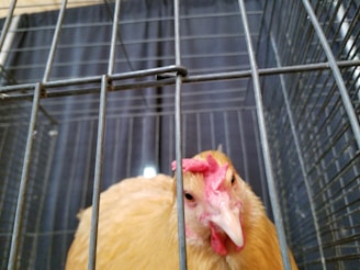 A chicken is inside a wire cage, looking through the metal bars. The chicken has a light brown or beige plumage with a red comb and wattles. The background is blurred, focusing on the chicken's face, giving a sense of captivity within the cage.