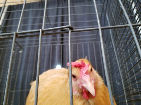 A chicken is inside a wire cage, looking through the metal bars. The chicken has a light brown or beige plumage with a red comb and wattles. The background is blurred, focusing on the chicken's face, giving a sense of captivity within the cage.