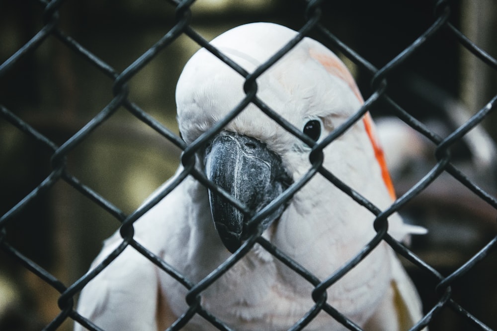 white parrot behind of cyclone fence