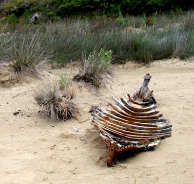 A decaying structure resembling a shipwreck or large bones lies partially buried in a sandy landscape surrounded by tufts of grass. The sparse vegetation and earthy tones suggest a desolate, natural environment.