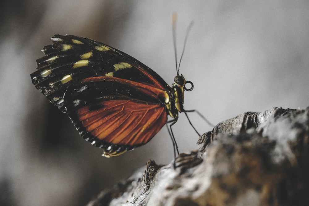 Fotografia ravvicinata selettiva di farfalla marrone e nera su roccia