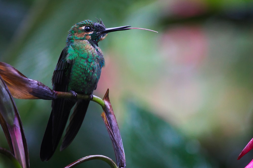 green and brown hummingbird perched on plant branch