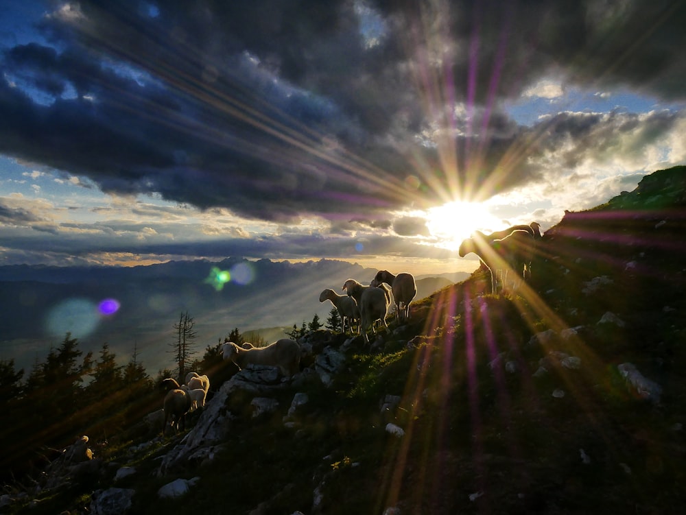 sun rays peak through clouds over herd of goats on hill