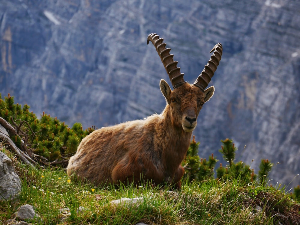 brown animal reclining of grass field