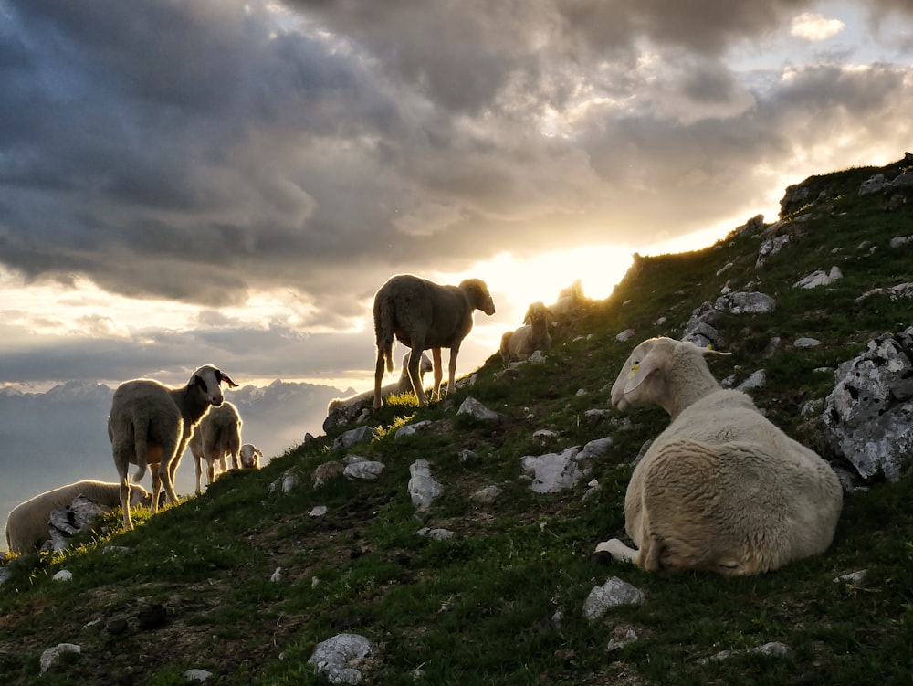 herd of black, brown, and white sheep