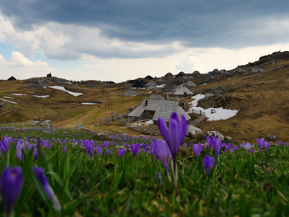 purple flower field under gray sky during daytime