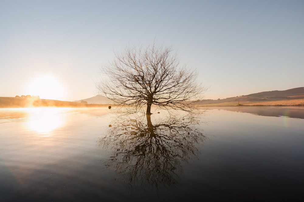 silhouette of withered tree in the middle of water