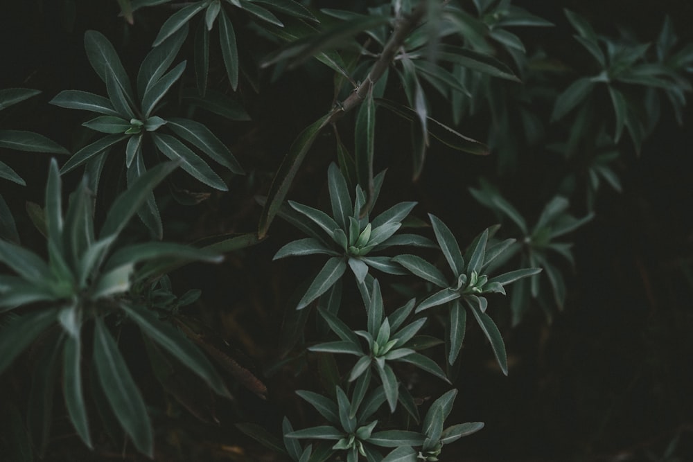 green leafed plant