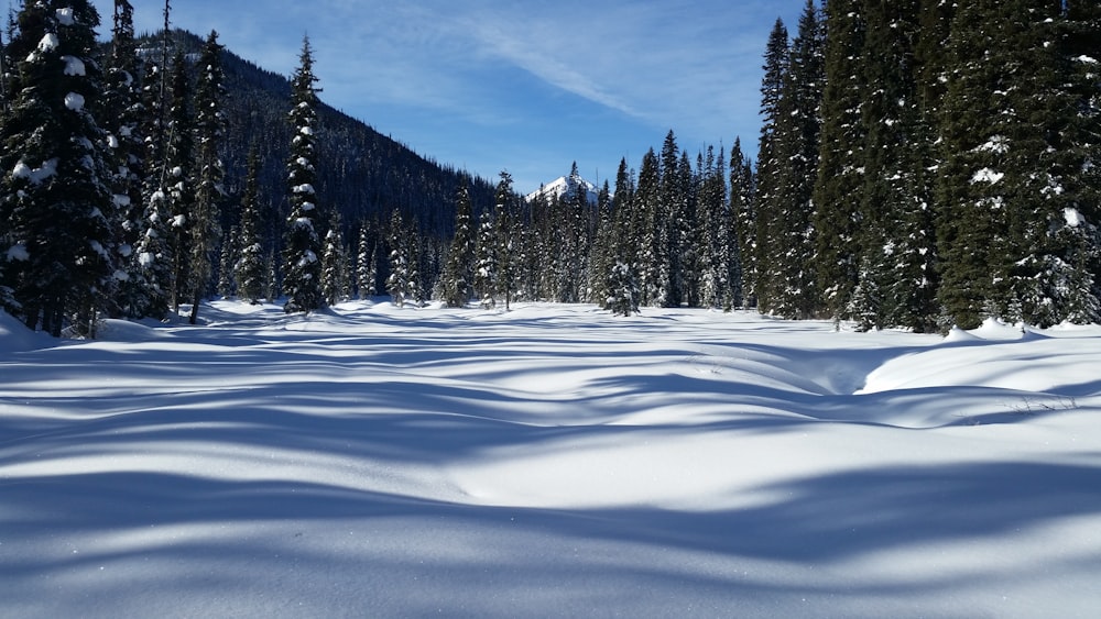 snow covered terrain with pine trees
