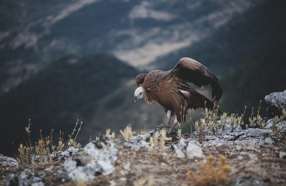 brown bird standing on ground near mountain at daytime