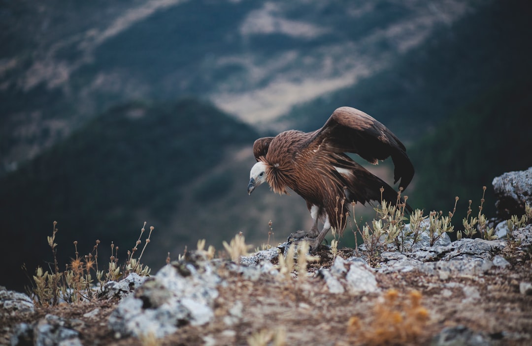 brown bird standing on ground near mountain at daytime
