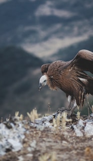 brown bird standing on ground near mountain at daytime