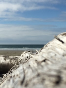 A close-up watercolor of driftwood textures and sea glass on the beach.