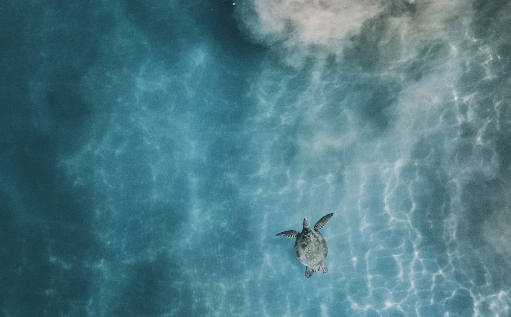 잔잔한 물에 있는 바다 거북의 항공 사진