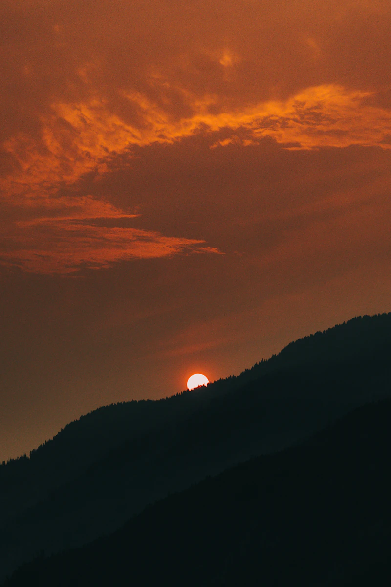 Silhouetted forest treeline glowing during golden hour