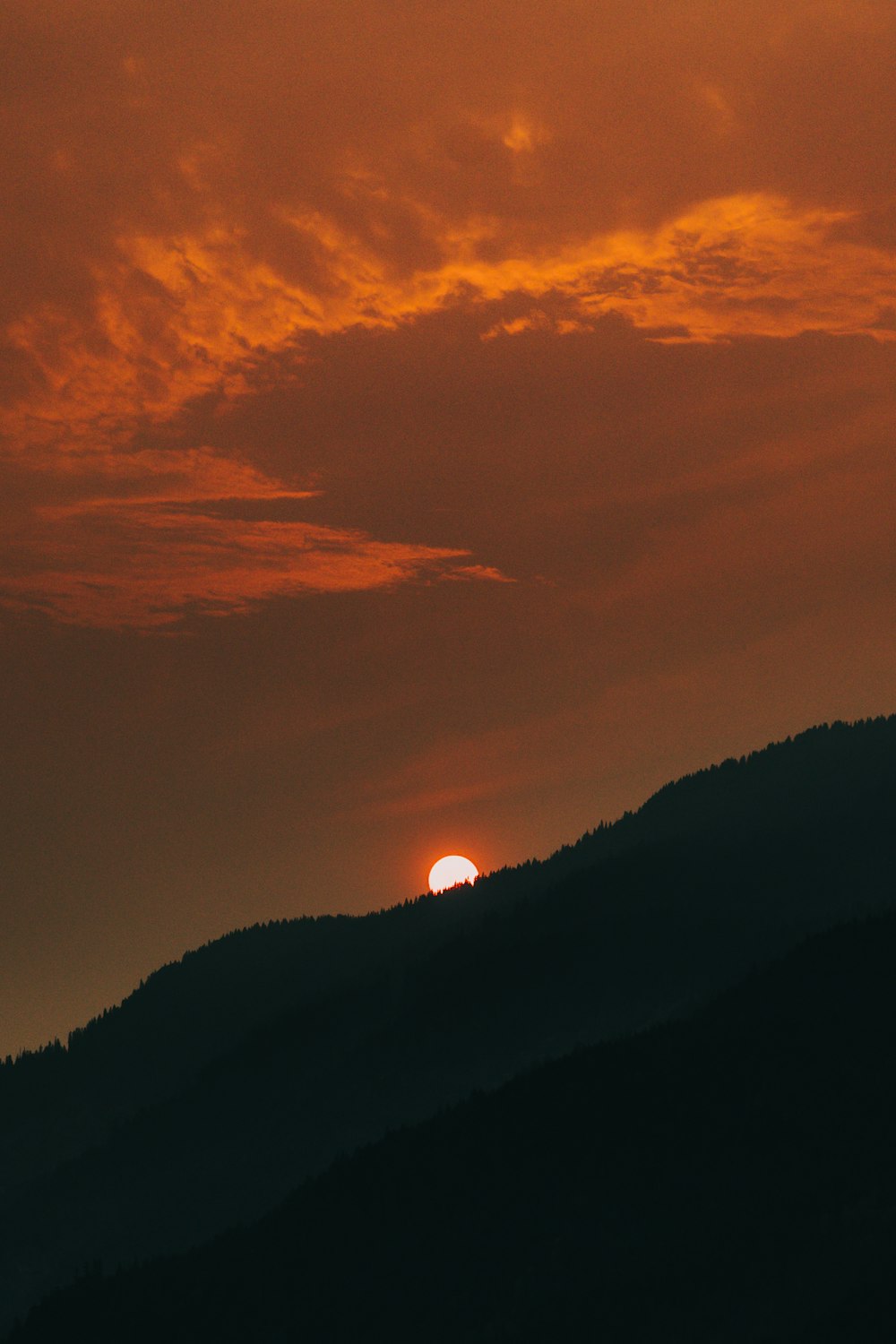 Foto des Waldes während der goldenen Stunde