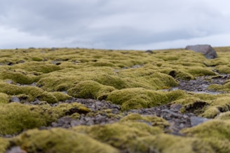 A serene peatland landscape with lush green moss and water reflecting the sky.