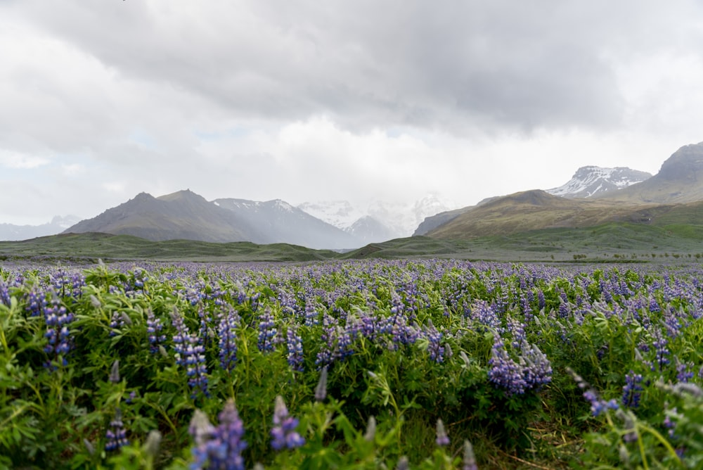 purple petaled flowers