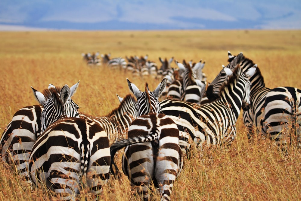 dazzle of zebras walking on desert during daytime