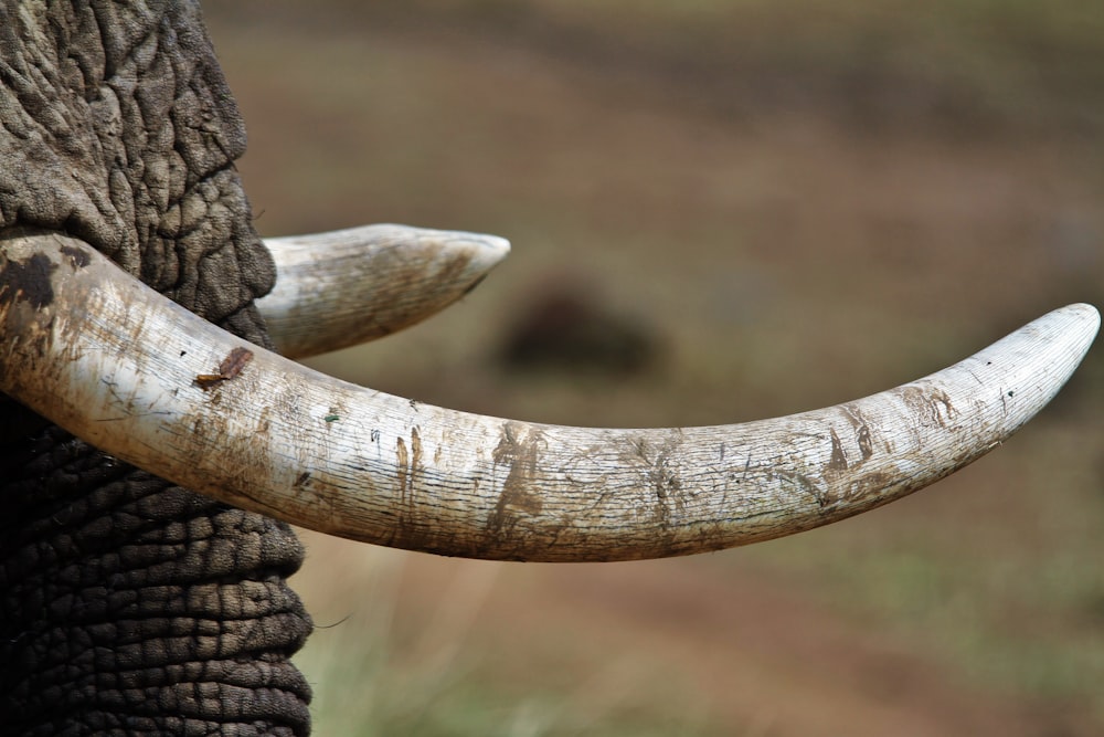 Fotografía de primer plano del colmillo de elefante blanco