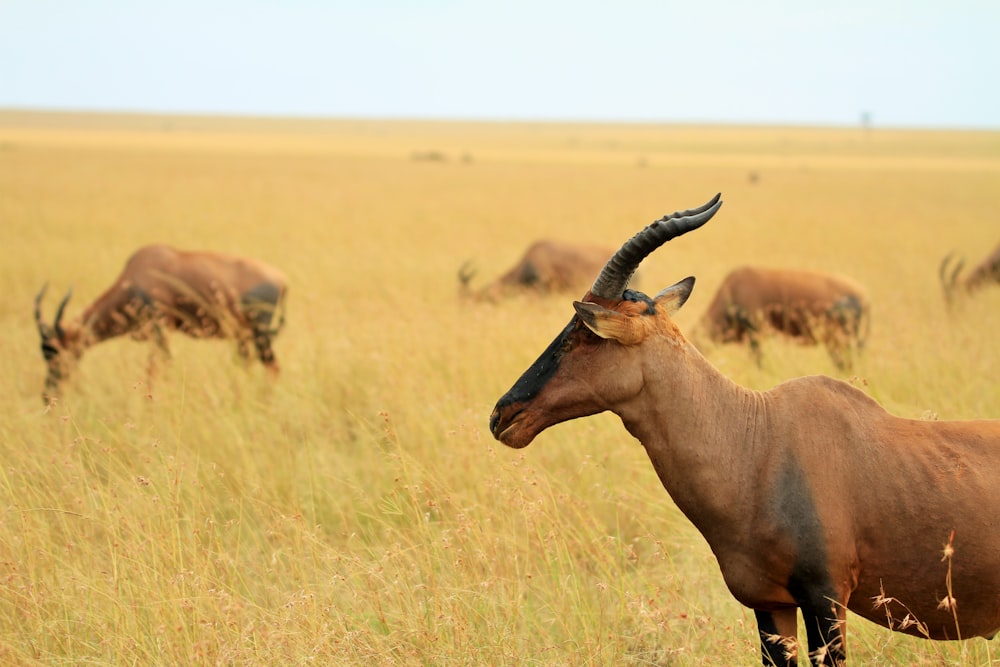 selective focus photo of brown goat standing on brown grass field