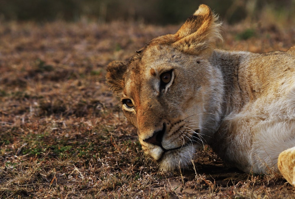 shallow focus photography of lion