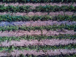 Rows of diverse crops growing in neat patterns, highlighting sustainable agriculture practices.