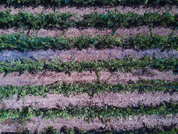 Neatly arranged rows of green plants and brown soil form a pattern, creating a visual of organized agriculture. The straight lines of vegetation are separated by parallel pathways of bare earth.