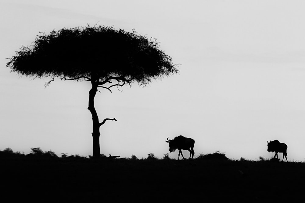 silhouette of wildebeest near tree
