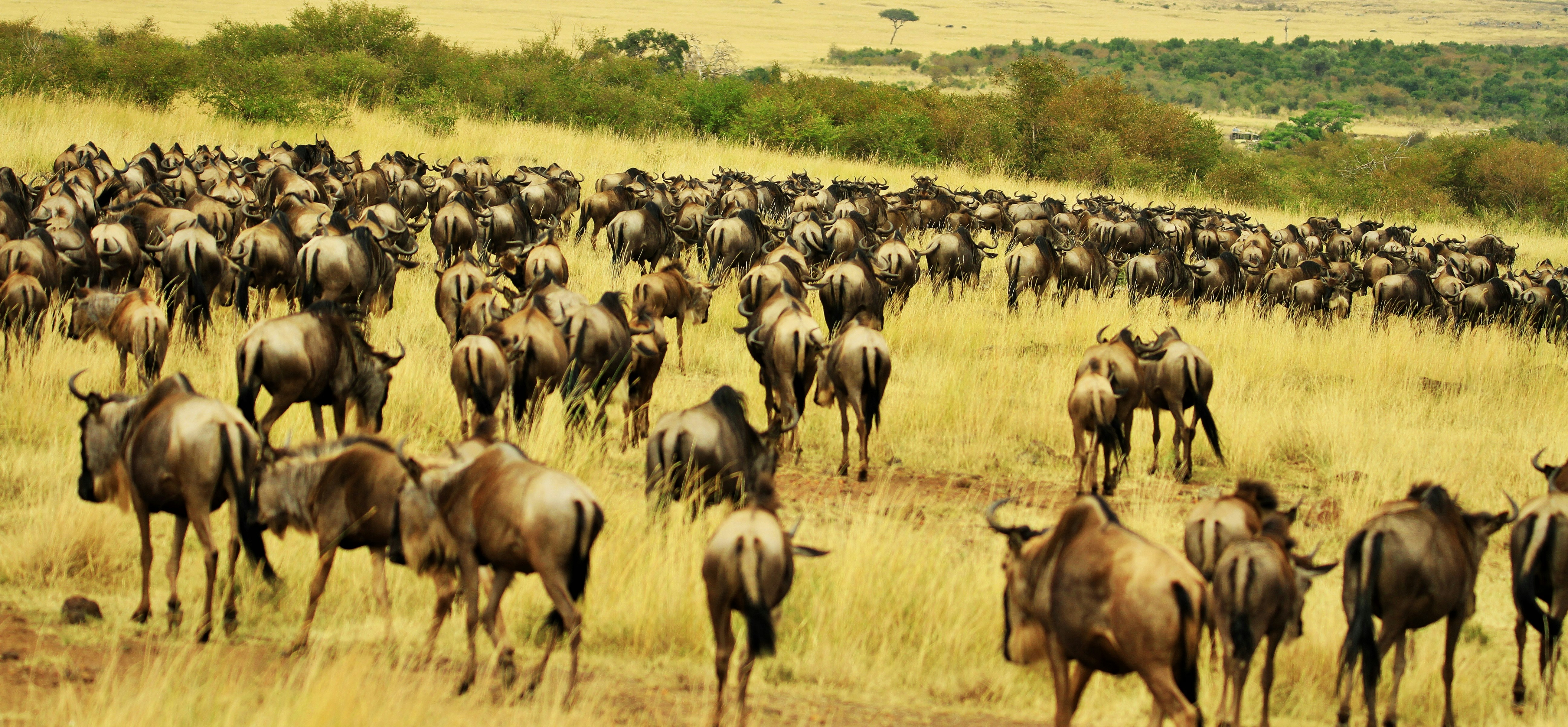 Understanding the Elk's Mysterious Movements (image credits: unsplash)