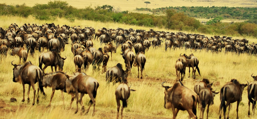 herd of brown water buffalo