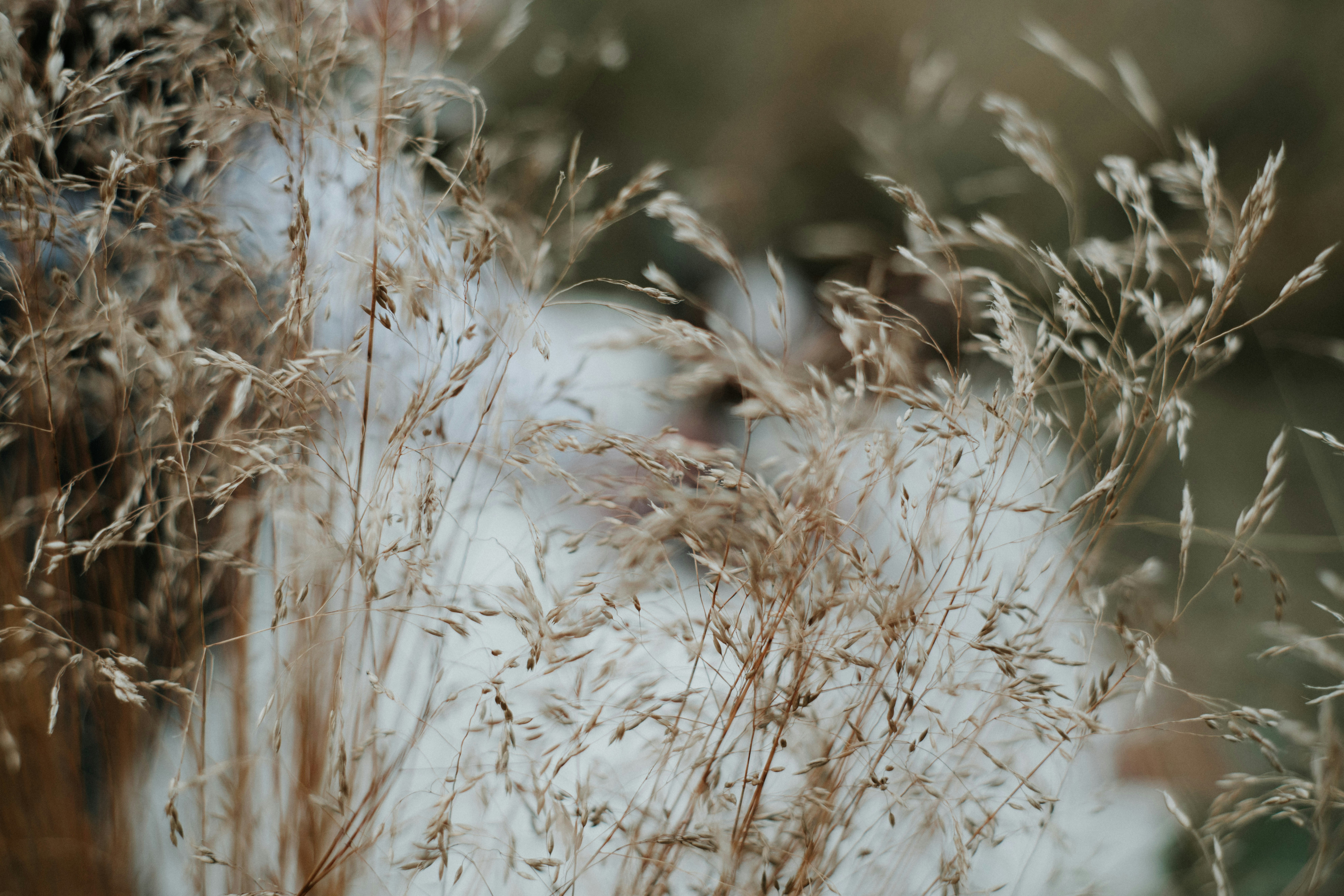 A bundle of wheat stalks.