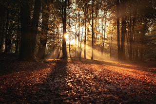 forest against sunlight at daytime