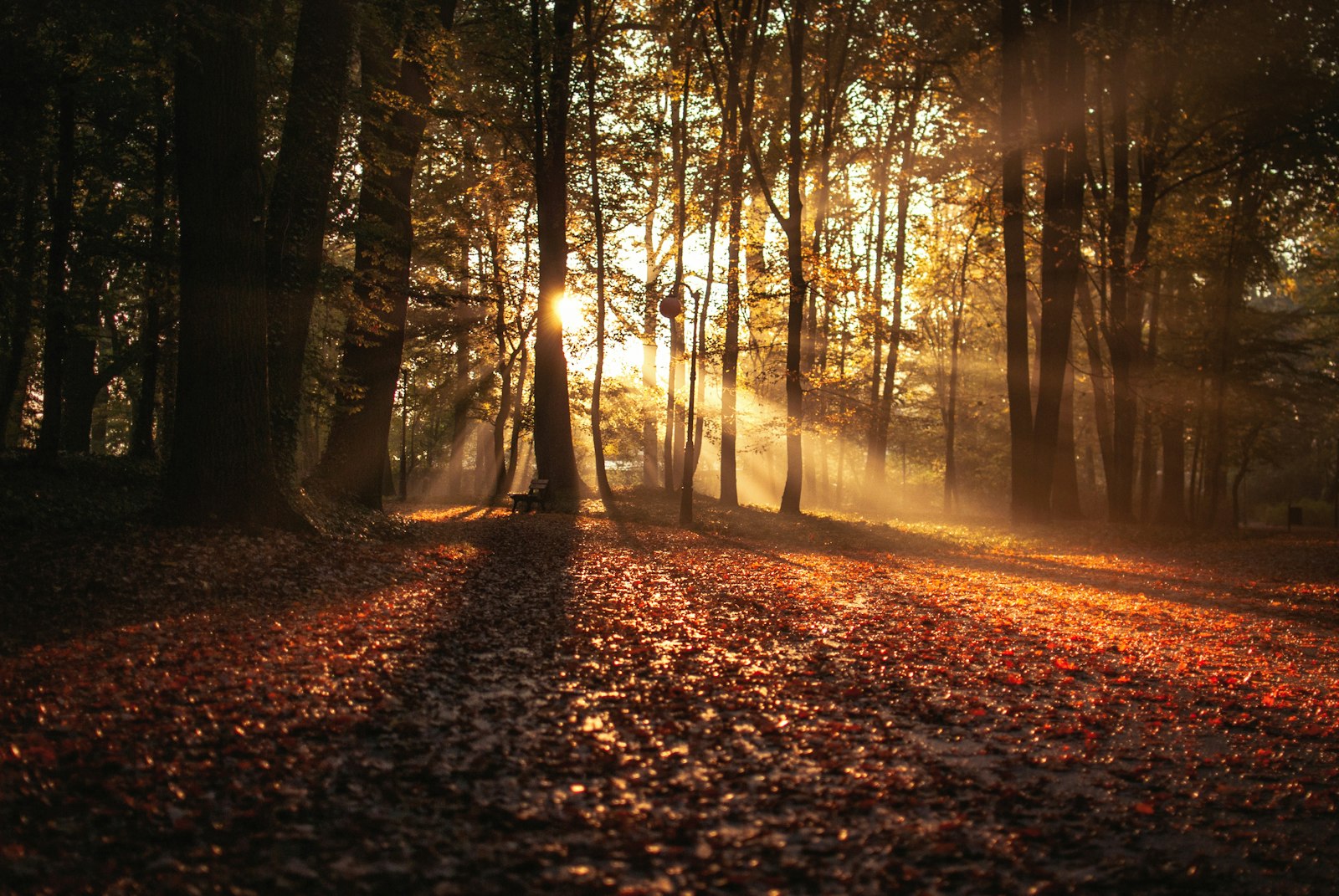 Sunlight streaming through an autumn forest in Vermont