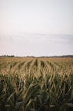 green grass field