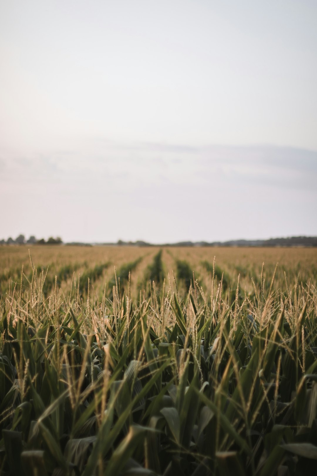 travelers stories about Plain in Bowling Green, United States