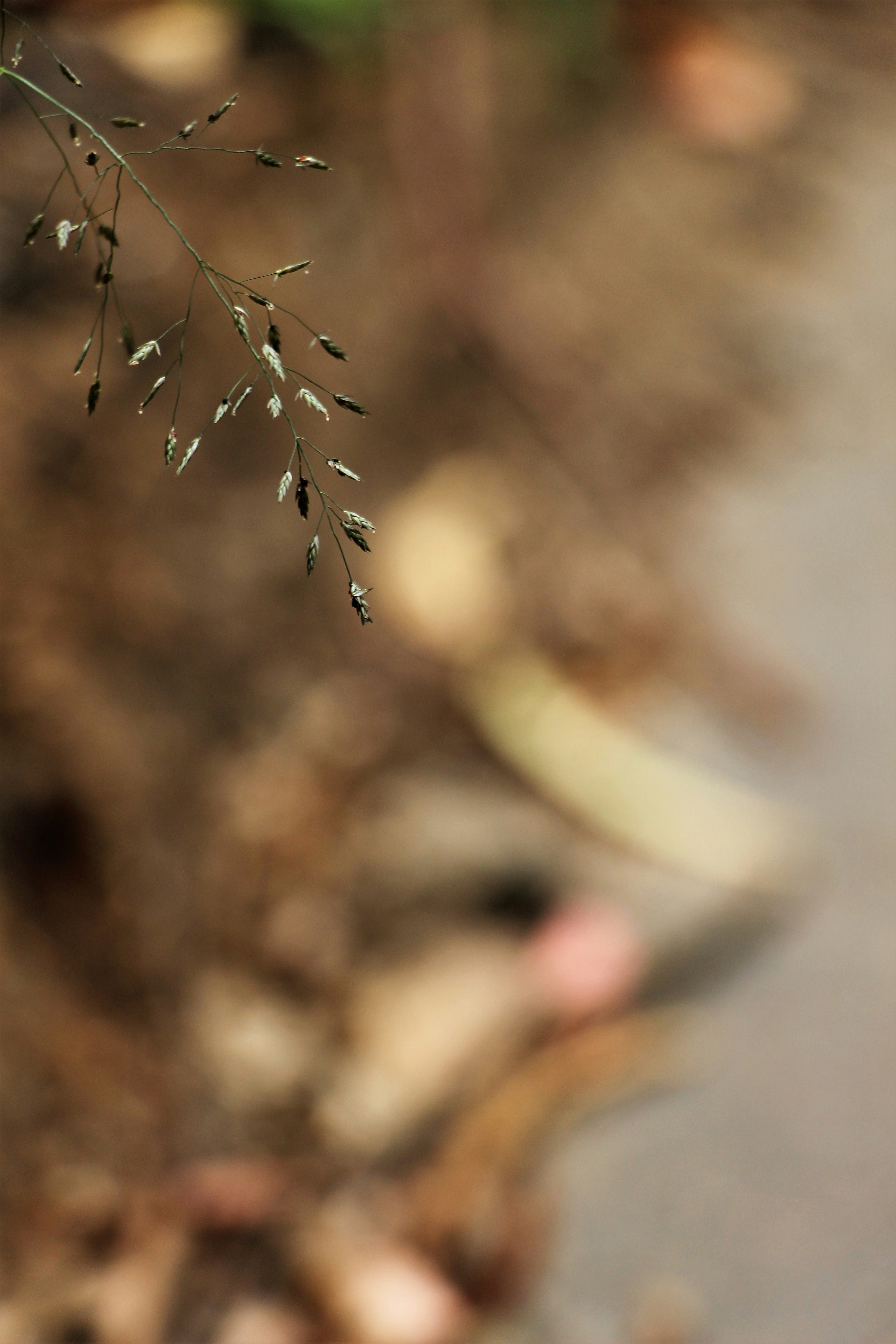 Semillas Naturales de Calidad