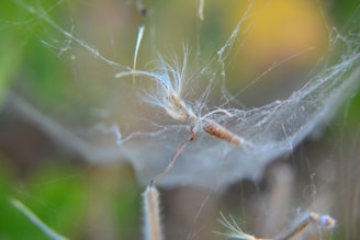 Delicate fibers and strands, possibly spider silk or plant fibers, intertwined and capturing small debris or plant matter. The background appears blurred, creating a soft bokeh effect with hints of green and yellow tones.