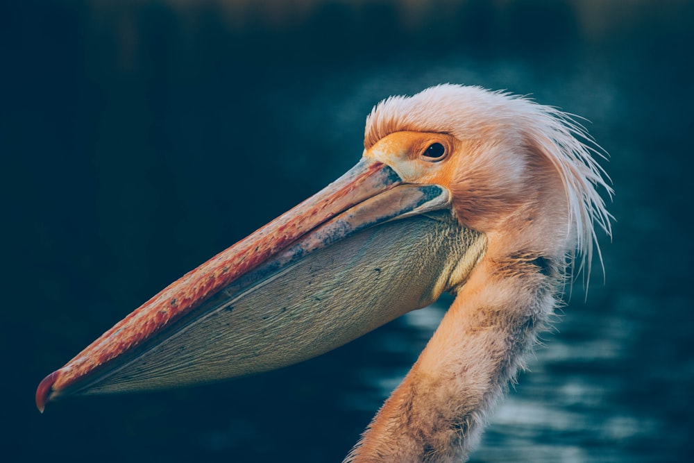 brown pelican