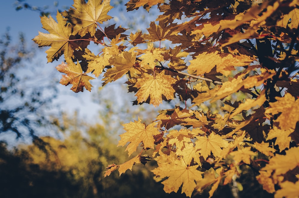 foglie di acero marrone fotografia ravvicinata