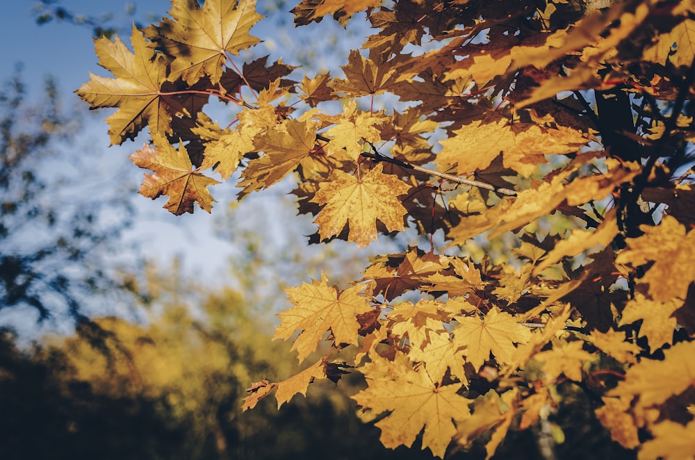 brown maple leaves close-up photography