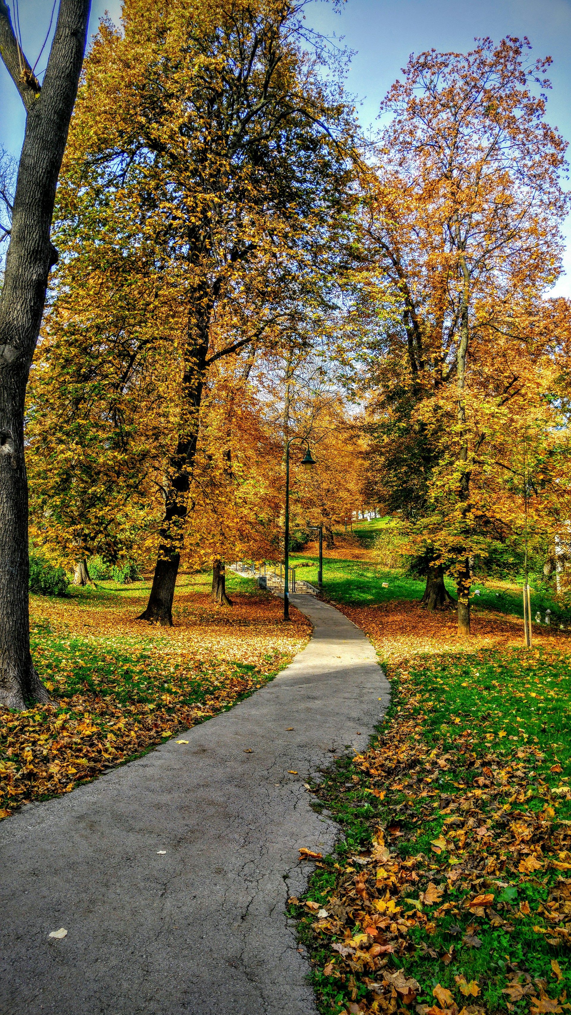 brown trees