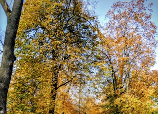 brown trees