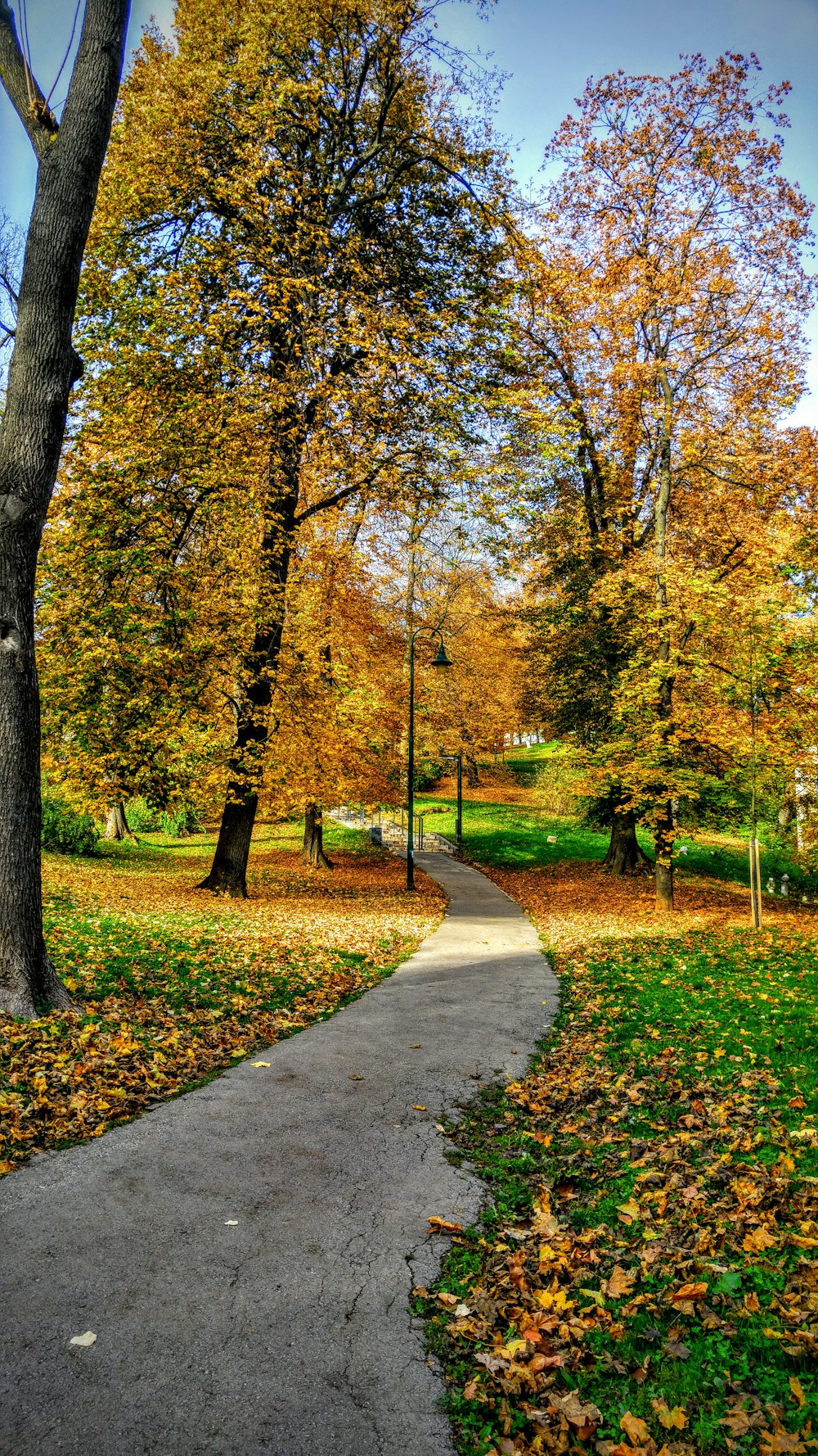 brown trees