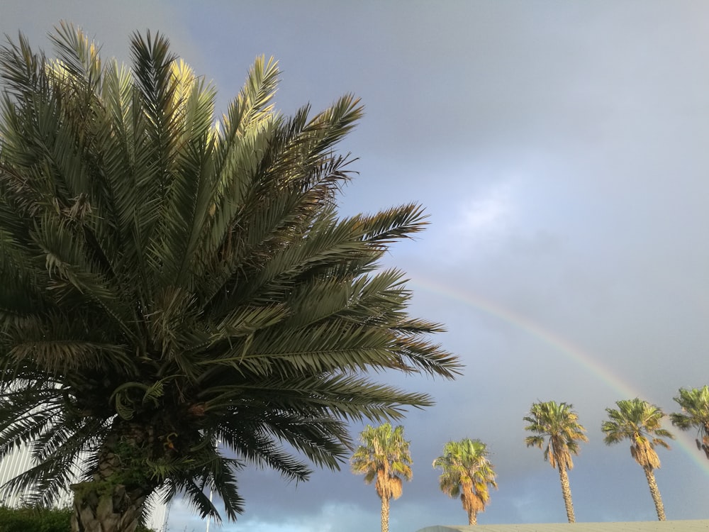 low-angle photography of green palm trees under gray clouded sky with rainbow during daytime