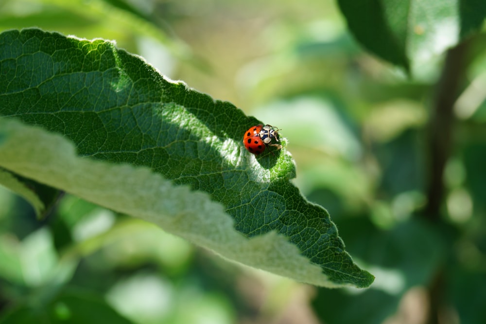 Ladybug on top of green leaf plant