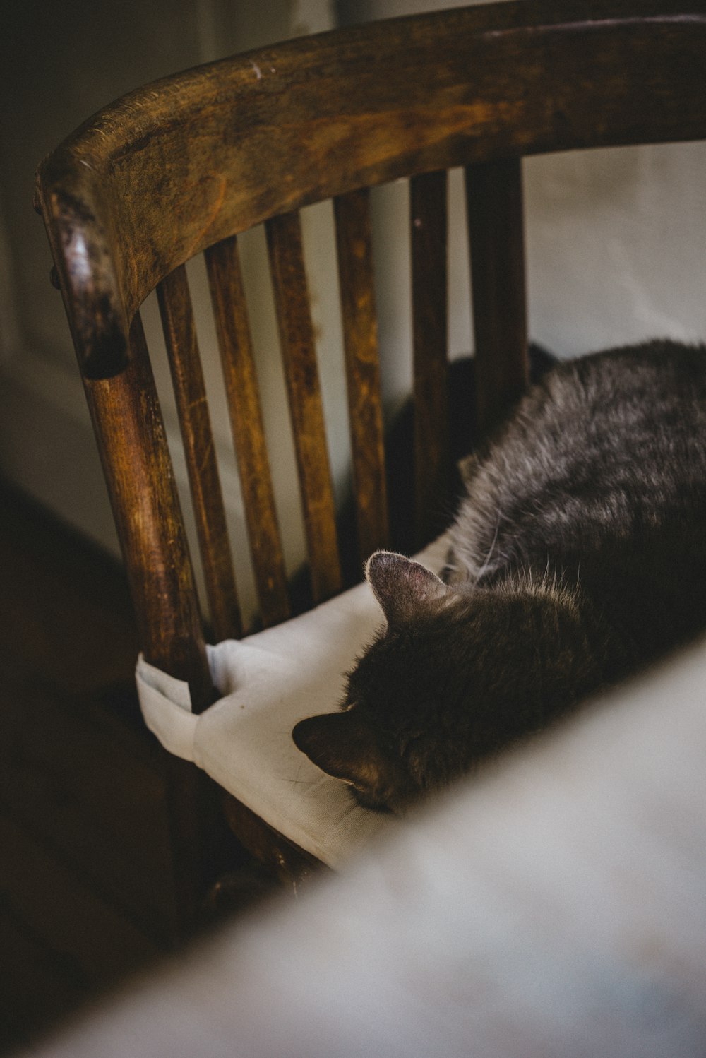 등받이 높은 의자에서 자고 있는 회색 고양이