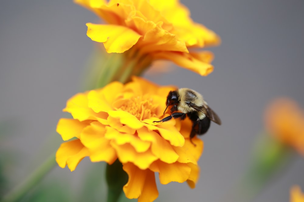 macro shot of black bee on yellow flower